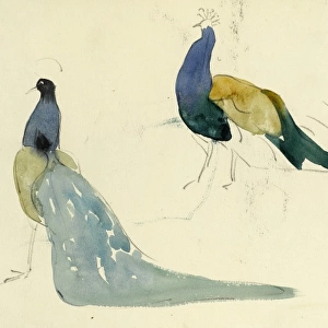 Studies of peacocks