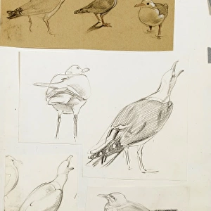 Studies of seagulls
