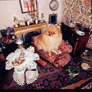 Stuffed dog, Walter Potter Museum, London
