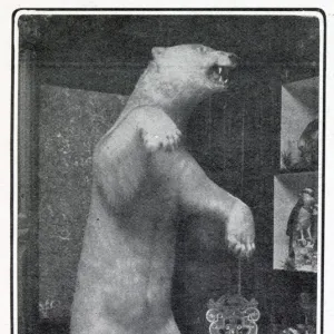 A stuffed and mounted Polar Bear at Somerleyton Hall near Lowerstoft