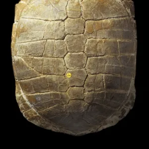 Stylemys nebrascensis, tortoise carapace