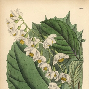 Styrax obassia, native of Japan and Korea