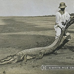 Sudan - A White Nile Crocodile