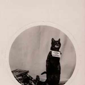 Suffragette Cat Scratch and Fight Police