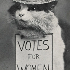 Suffragette Cat in Straw Hat Votes for Women