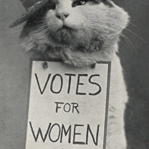 Suffragette Cat in Straw Hat Votes for Women