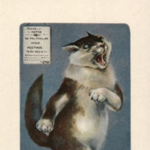Suffragette Cat Will Have The vote