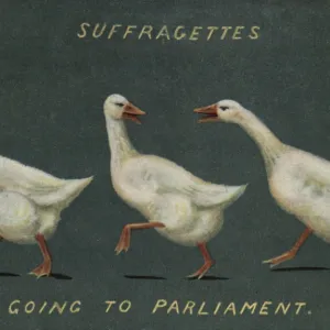 Suffragettes Geese to Parliament