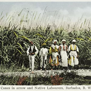 Sugar Cane field - Barbados