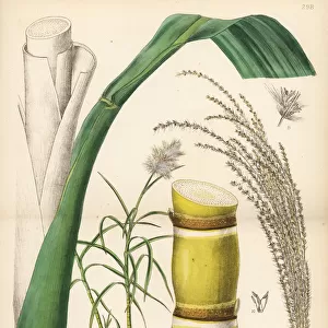 Sugar-cane, Saccharum officinarum