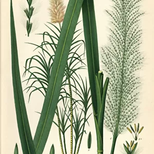 Sugar cane, Saccharum officinarum