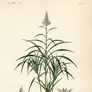Sugarcane, Saccharum officinarum