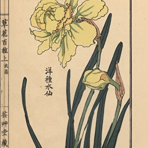 Suisen or daffodil species, Narcissus pseudonarcissus