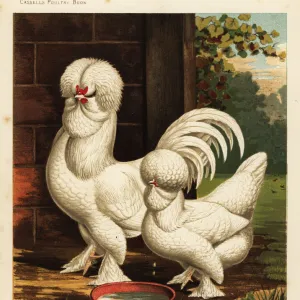 Sultan fowls, Gallus gallus domesticus