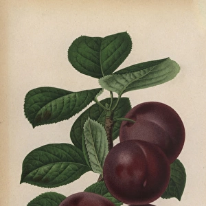 Sultan Plum variety, Prunus domestica