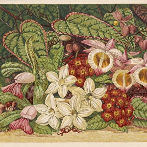 Summer Flowers 1866