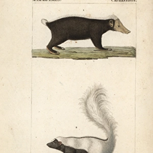 Sunda stink badger (Mydaus javanensis