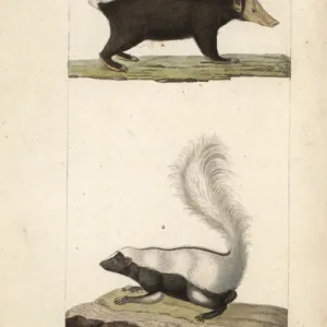 Sunda stink badger (Mydaus javanensis