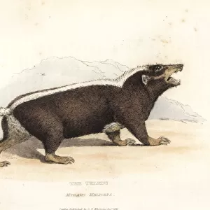 Sunda stink badger, Mydaus javanensis