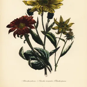 Sunflower or Helianthus species