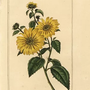 Sunflower, tournesol, Helianthus annuus