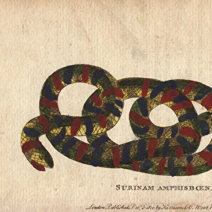 Surinam amphisboena or tropical worm lizard