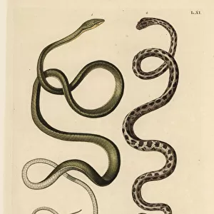 Two Suriname snakes: Green snake and checkered