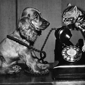 Susi - with cat and telephone