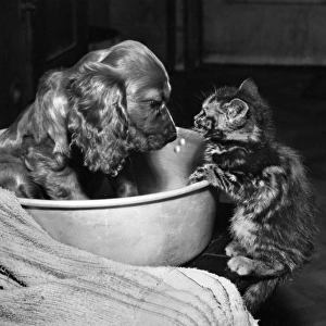 Susi - with kitten, bowl and towel