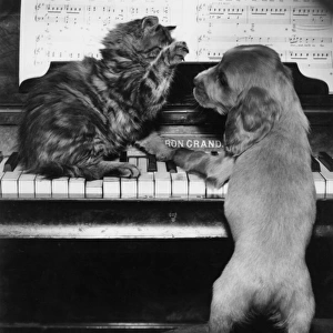 Susi - piano duet with kitten