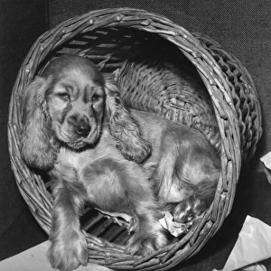 Susi - sleepy in her basket
