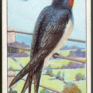 Swallow / Cig. Card / 1915