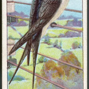 Swallow / Cig. Card / 1915