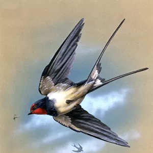 A Swallow in flight