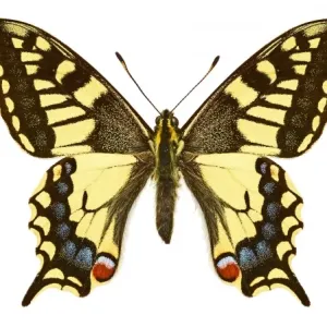 Swallowtail butterfly Swallowtail butterfly