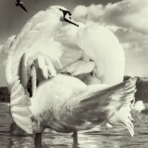 Print of a swan on Kensington Round Pond Print of a swan on Kensington Round Pond