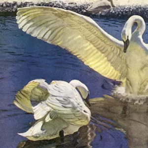 Swan Lands Near Mate Date: 1947