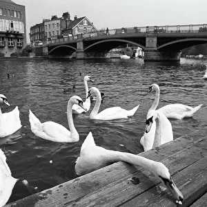 Swans, Windsor Bridge, Henley