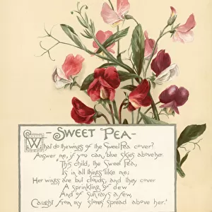 Sweet pea, Lathyrus odoratus, and calligraphic poem