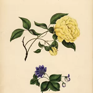 The sweet-scented China Rose, Infidelity
