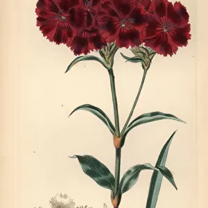 Sweet William, Dianthus barbatus