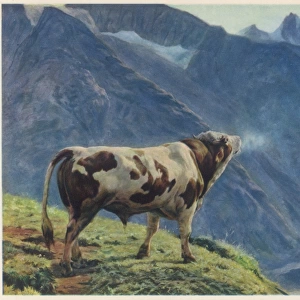 Swiss Cow Lowing