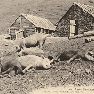 Switzerland - Pigs take a nap after lunch