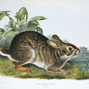 Sylvilagus aquaticus, swamp rabbit