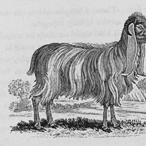 Syrian Goat (Bewick)