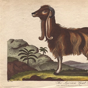 The Syrian Goat, Capra hircus