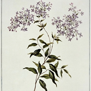 Syringa persica, Persian lilac