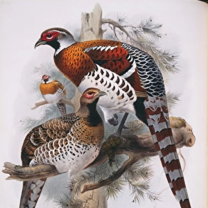Syrmaticus ellioti, Elliots pheasant