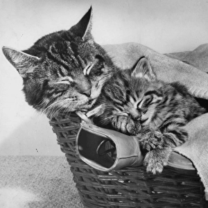 Tabby cat and kitten in basket with hot water bottle