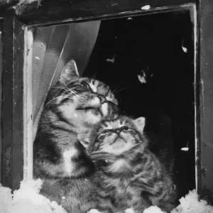 Tabby cat and kitten look out at the snow